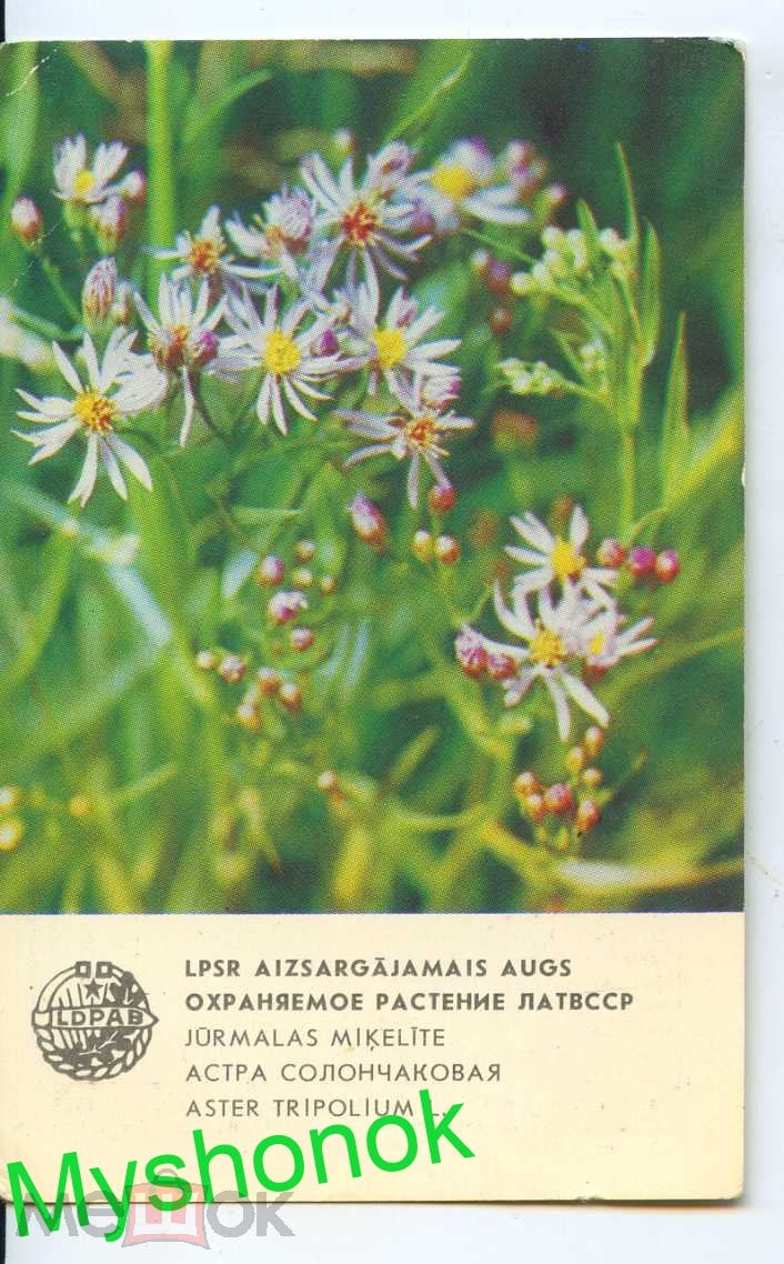 Календарик календарь 1984 года Охраняемое растение ЛатвССР Астра  солончаковая